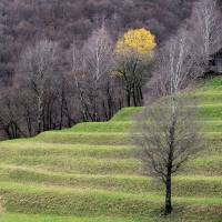 Ticino