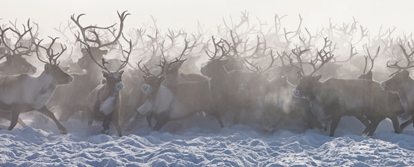 AMeniconzi Siberia Yamal Nenets 600px